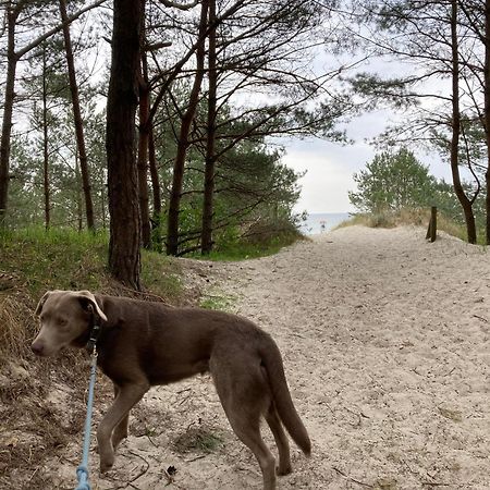 Reet Am Strand Mit Hund Karlshagen Esterno foto