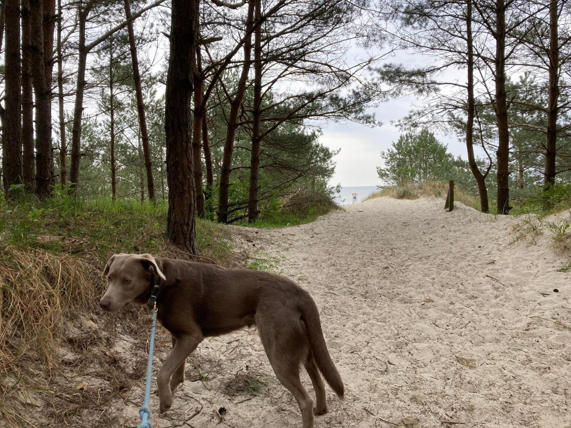 Reet Am Strand Mit Hund Karlshagen Esterno foto