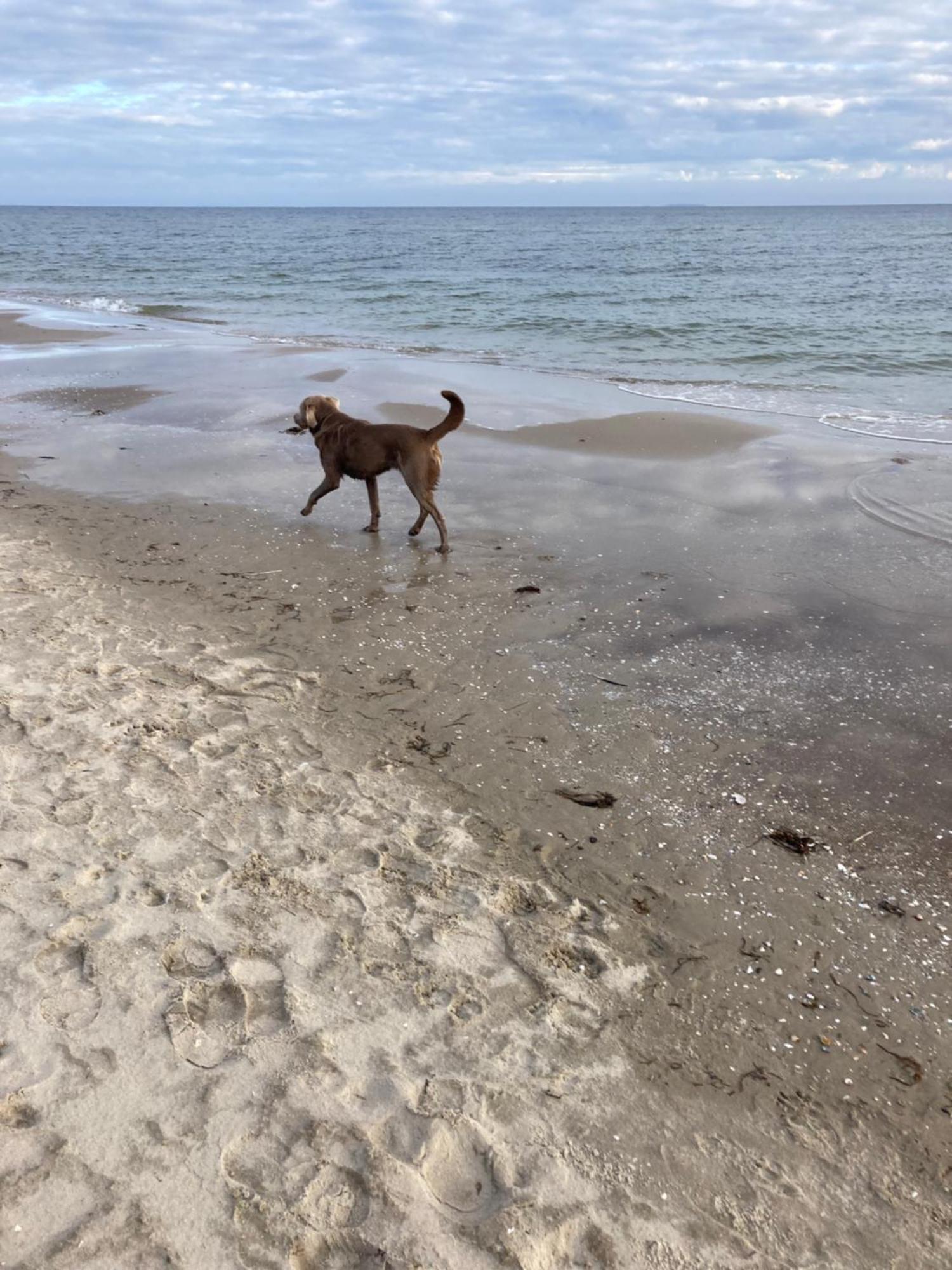 Reet Am Strand Mit Hund Karlshagen Esterno foto