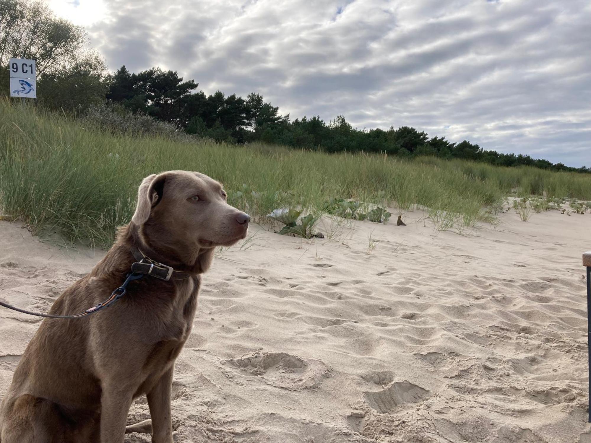 Reet Am Strand Mit Hund Karlshagen Esterno foto