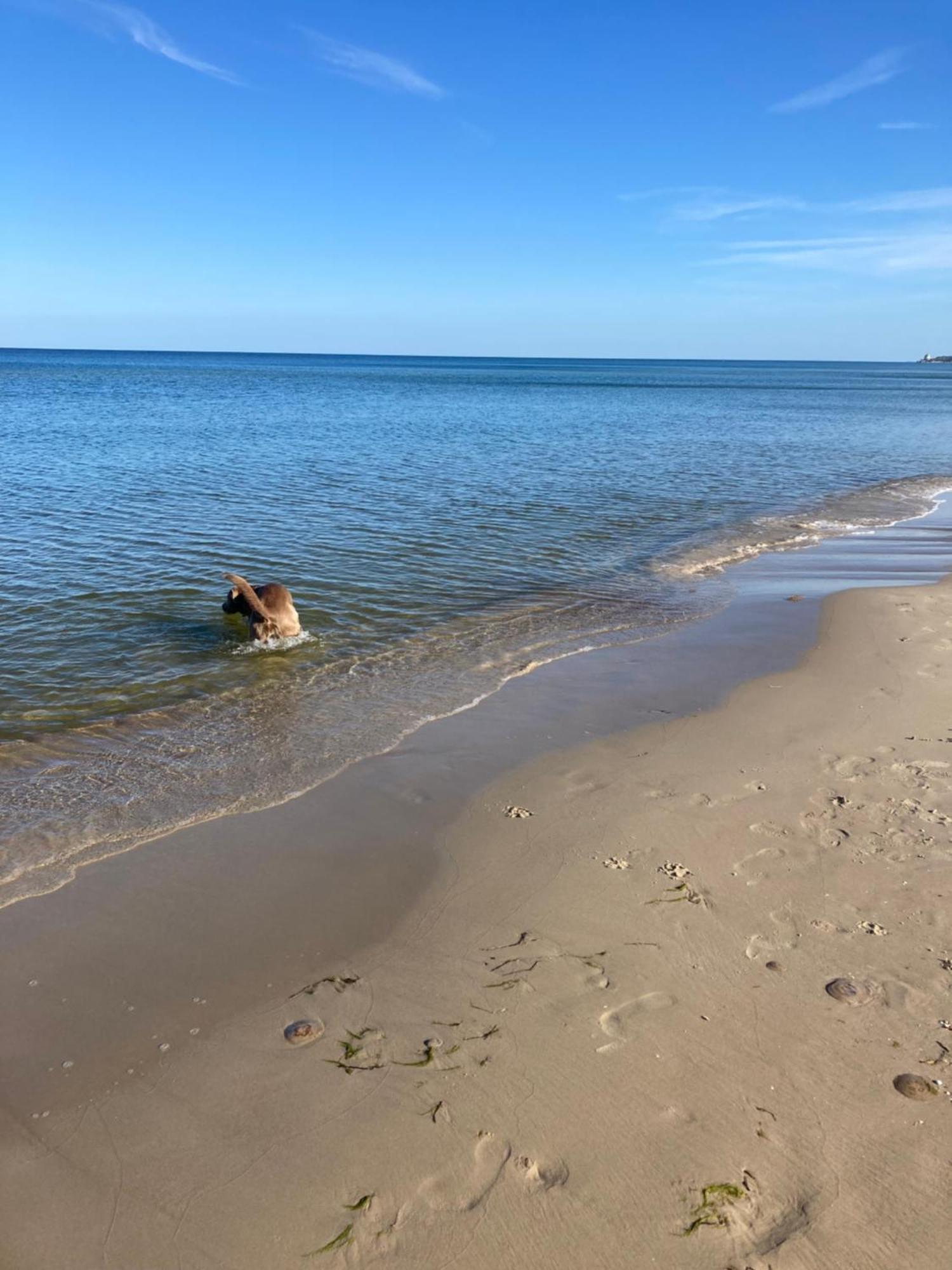 Reet Am Strand Mit Hund Karlshagen Esterno foto