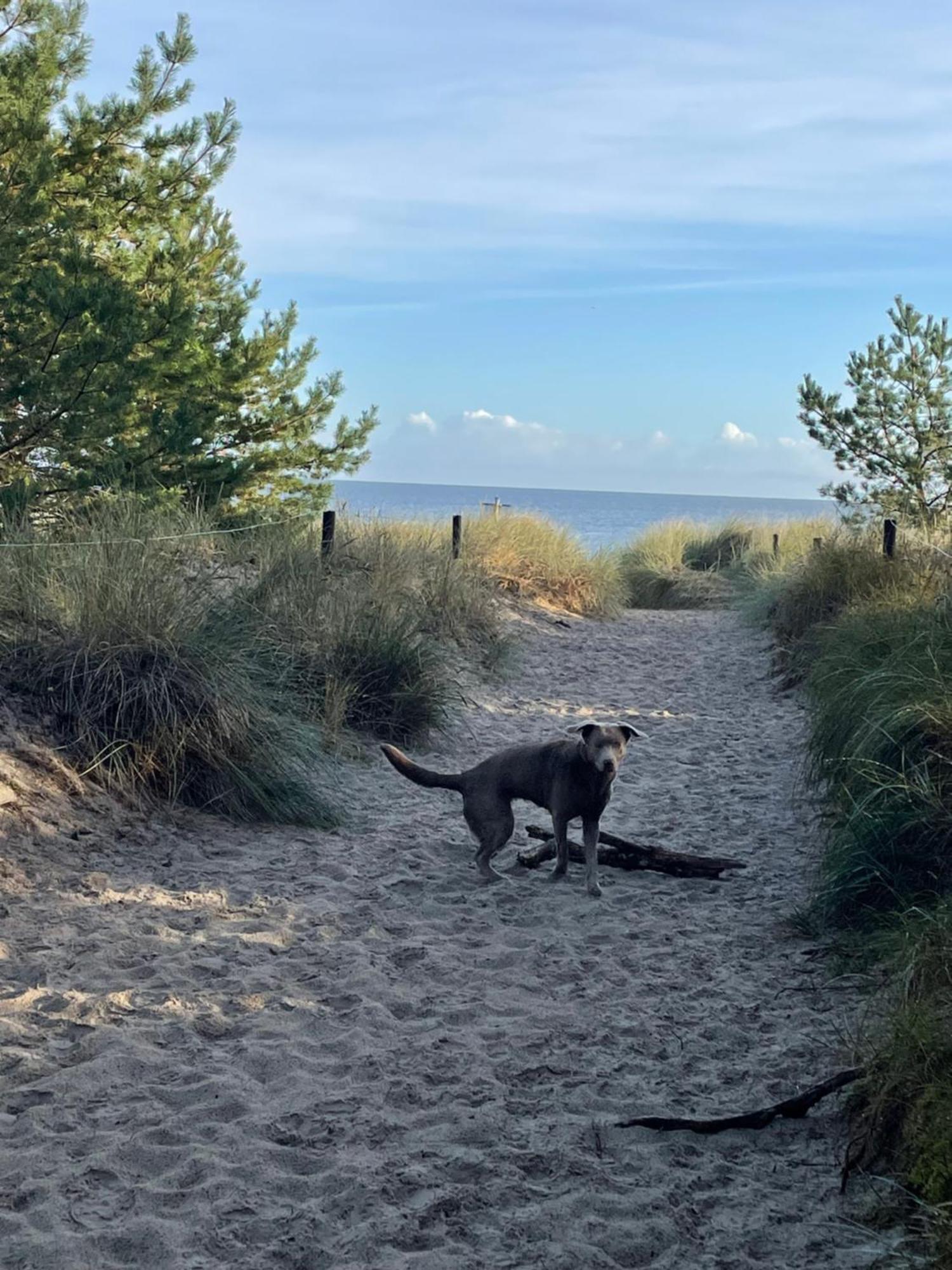 Reet Am Strand Mit Hund Karlshagen Esterno foto